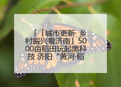 「城市更新· 乡村振兴看济南」5000亩稻田玩起黑科技 济阳“黄河·稻乡湾”靠“非遗+露营”火出圈