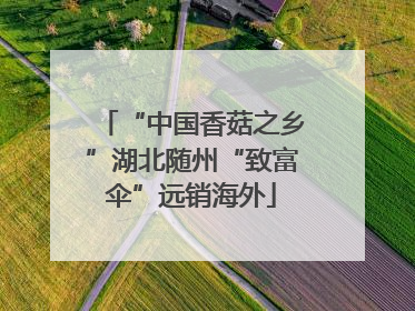 “中国香菇之乡”湖北随州“致富伞”远销海外