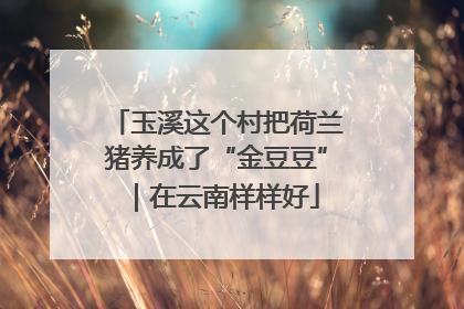 玉溪这个村把荷兰猪养成了“金豆豆”｜在云南样样好