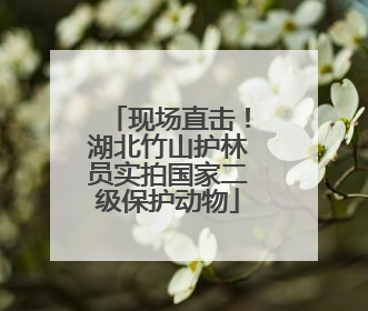 现场直击！湖北竹山护林员实拍国家二级保护动物
