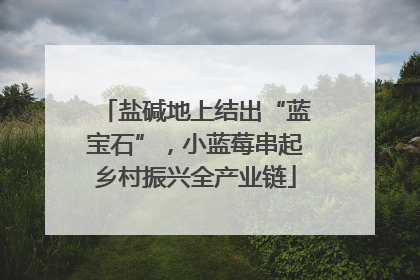 盐碱地上结出“蓝宝石”，小蓝莓串起乡村振兴全产业链