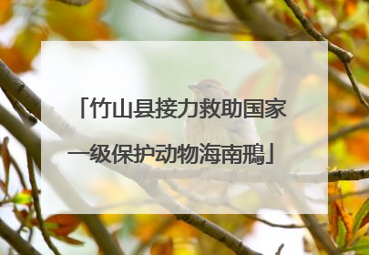竹山县接力救助国家一级保护动物海南鳽