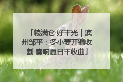 粮满仓·好丰光｜滨州邹平：冬小麦开镰收割 奏响夏日丰收曲