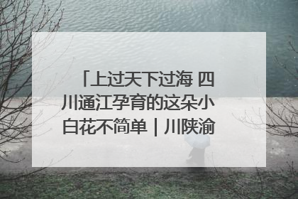 上过天下过海 四川通江孕育的这朵小白花不简单｜川陕渝网络名人巴中行