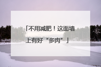不用减肥！这面墙上有好“多肉”