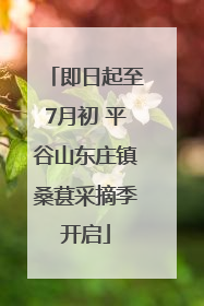 即日起至7月初 平谷山东庄镇桑葚采摘季开启