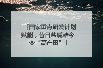 国家重点研发计划赋能，昔日盐碱滩今变“高产田”