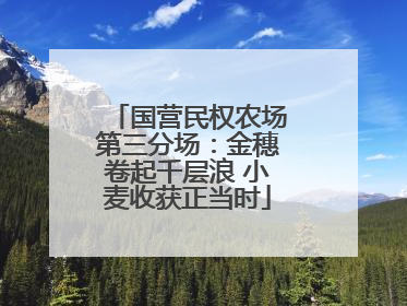 国营民权农场第三分场：金穗卷起千层浪 小麦收获正当时