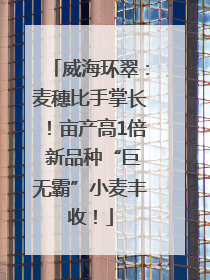 威海环翠：麦穗比手掌长！亩产高1倍 新品种“巨无霸”小麦丰收！