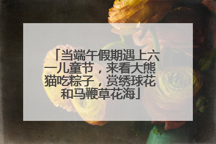 当端午假期遇上六一儿童节，来看大熊猫吃粽子，赏绣球花和马鞭草花海