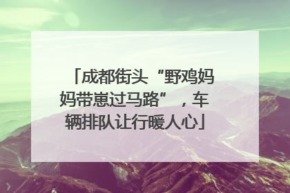 成都街头“野鸡妈妈带崽过马路”，车辆排队让行暖人心