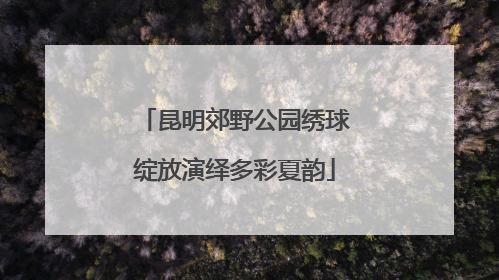 昆明郊野公园绣球绽放演绎多彩夏韵