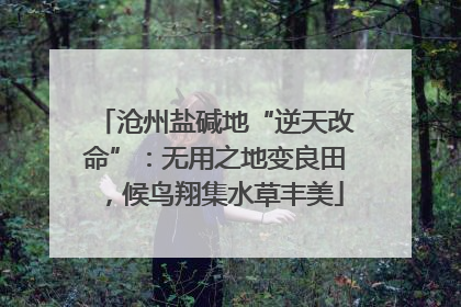 沧州盐碱地“逆天改命”:无用之地变良田,候鸟翔集水草丰美