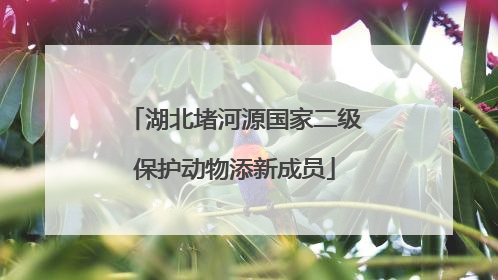 湖北堵河源国家二级保护动物添新成员