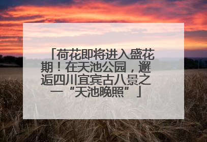 荷花即将进入盛花期！在天池公园，邂逅四川宜宾古八景之一“天池晚照”