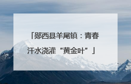郧西县羊尾镇：青春汗水浇灌“黄金叶”