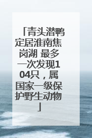 青头潜鸭定居淮南焦岗湖 最多一次发现104只，属国家一级保护野生动物