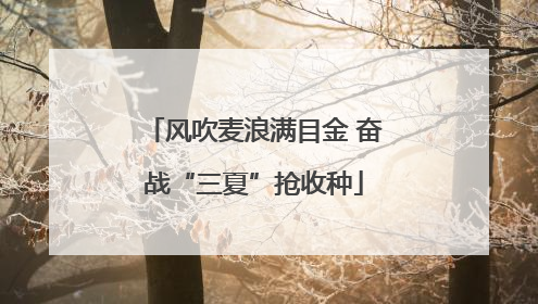 风吹麦浪满目金 奋战“三夏”抢收种