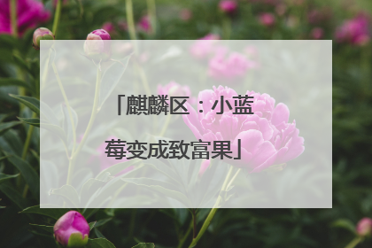 麒麟区：小蓝莓变成致富果