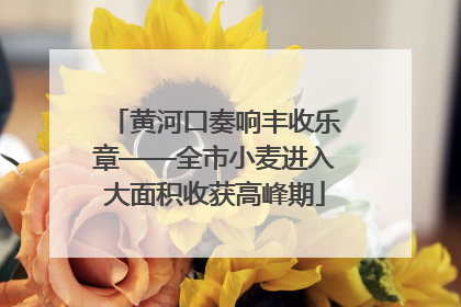 黄河口奏响丰收乐章——全市小麦进入大面积收获高峰期