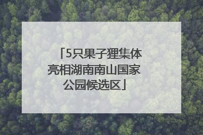 5只果子狸集体亮相湖南南山国家公园候选区